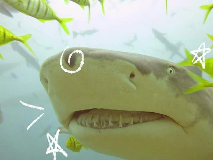 lemon shark