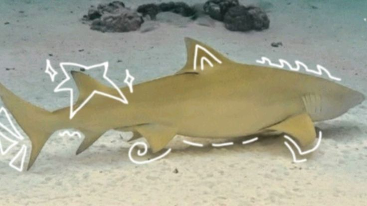Lemon shark