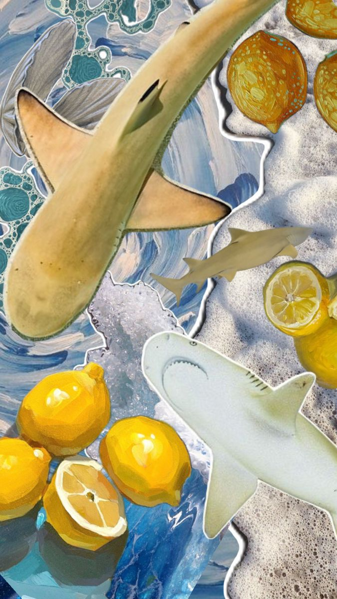 Lemon shark