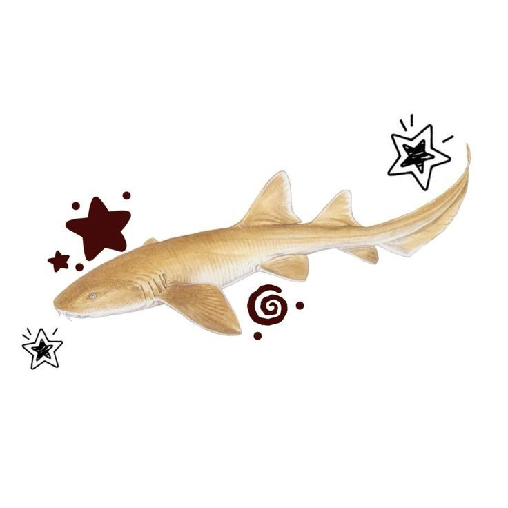 lemon shark
