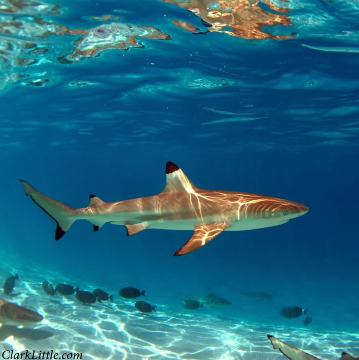 lemon shark