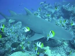 Lemon shark in coral reef
