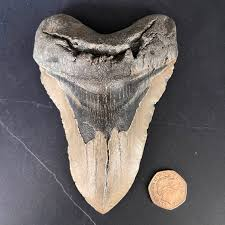Megalodon tooth compared to coin