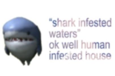 a shark meme