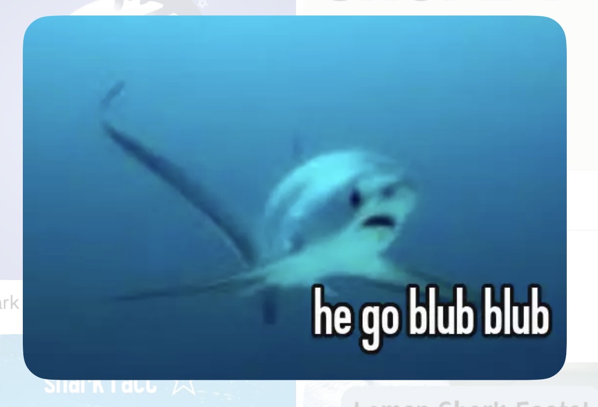 shark meme